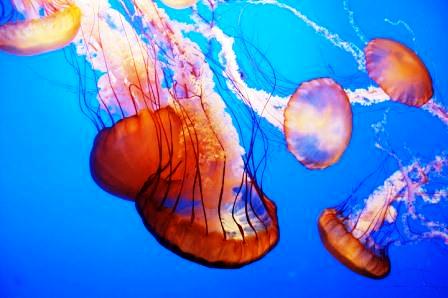 jelly fish - जीवधारी : लक्षण एवं वर्गीकरण | Organisms: Characteristics and Classification