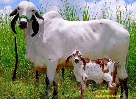 Desi Gaay e1455461953500 - गाय पर निबंध