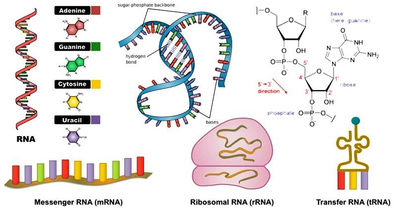 की संरचना प्रकार तथा उनके कार्य - RNA कितने प्रकार के होते हैं? इनके कार्य बताइए।या राइबोसोमल आर०एन०ए० पर टिप्पणी लिखिए।