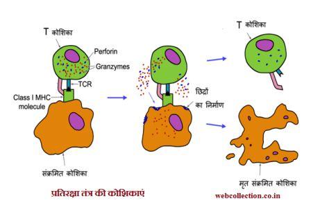 तंत्र की कोशिकाएं - प्रतिरक्षा तंत्र की कोशिकाएं