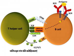 तंत्र की कोशिकाएं2 - प्रतिरक्षा तंत्र की कोशिकाएं