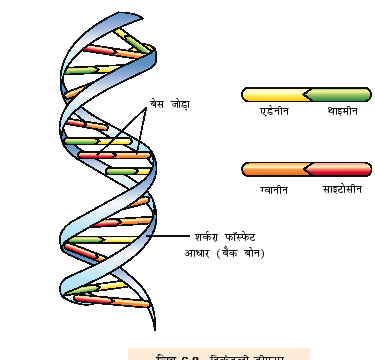 डीएनए-की-संरचना-डीएनए-की-प्रतिकृति-एवं-अनुलेखन