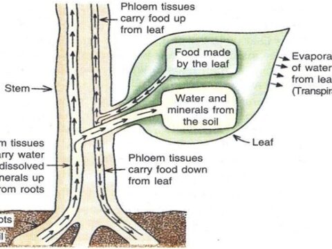पौधों में जल का परिवहन कैसे होता है