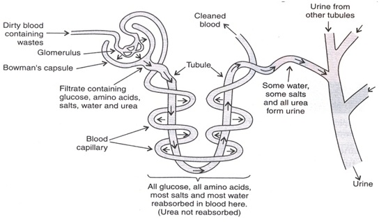 तंत्र की कार्यप्रणाली - मानव शरीर - उत्सर्जन तंत्र Human body excretory system