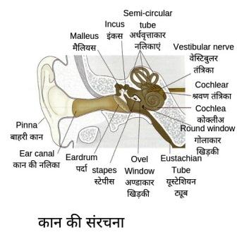 की संरचना - कान की संरचना (Ear structure) मानव शरीर