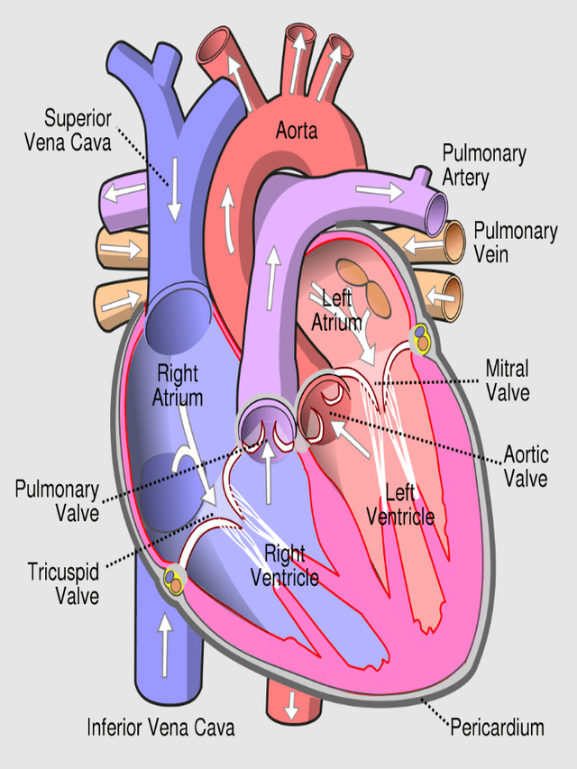 Human heart (मनुष्य हृदय)