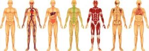 body systems 2 300x103 - मानव और विज्ञान पर निबंध