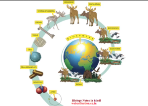 Biology Notes In Hindi 300x216 - Biology Notes In Hindi