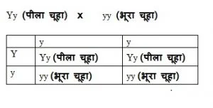 घातक जीन : प्रभावी और अप्रभावी घातक जीन lethal gene 1 300x152 - घातक जीन : प्रभावी और अप्रभावी घातक जीन