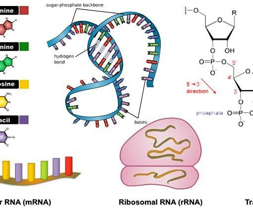 आरएनए की संरचना, प्रकार तथा उनके कार्य