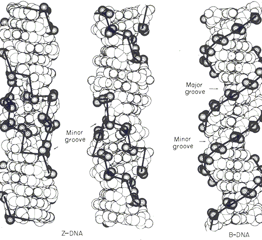 की संरचना रासायनिक प्रकृति भौतिक प्रकृति तथा प्रकार 1 510x468 - डीएनए की संरचना, रासायनिक प्रकृति, भौतिक प्रकृति तथा प्रकार