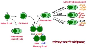 प्रतिरक्षा तंत्र की कोशिकाएं
