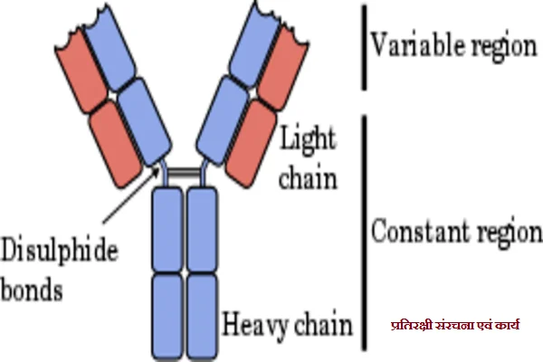 प्रतिरक्षी संरचना एवं कार्य