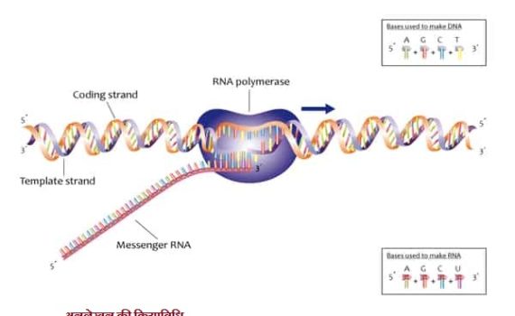 अनुलेखन की क्रियाविधि