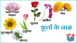 फूलों के नाम | Web Collection
