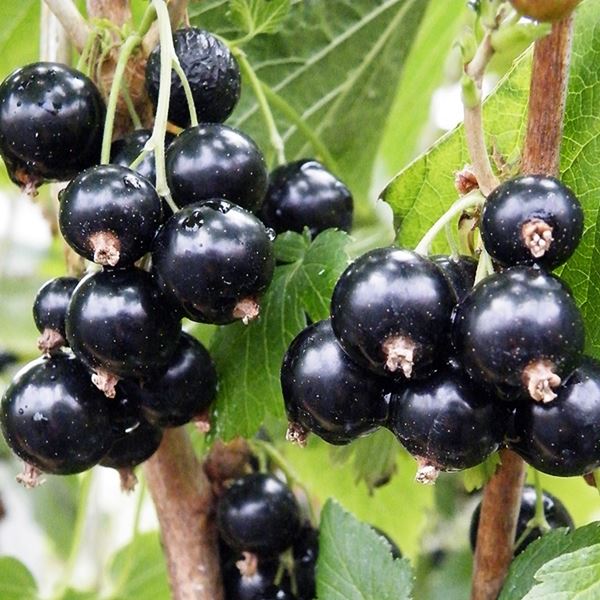 Black Currant - फलों के नाम हिंदी और इंग्लिश में