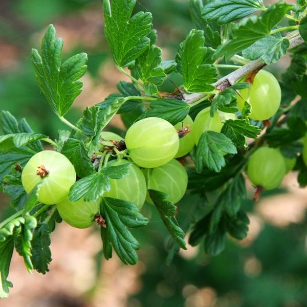 Gooseberry - फलों के नाम हिंदी और इंग्लिश में