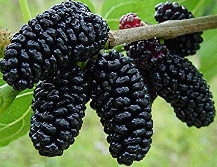 Mulberry - फलों के नाम हिंदी और इंग्लिश में