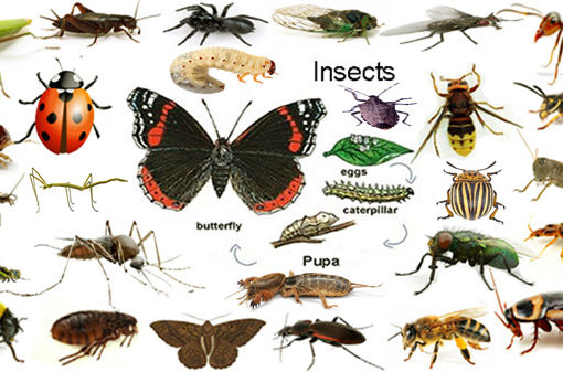 कीड़ों के नाम हिन्‍दी और अंग्रेजी में