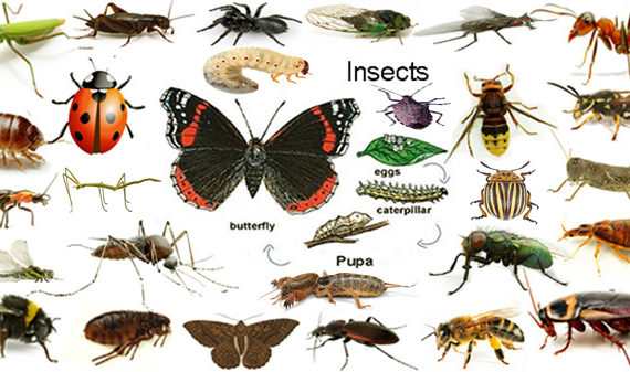 कीड़ों के नाम हिन्‍दी और अंग्रेजी में