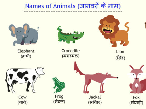 जानवरों के नाम