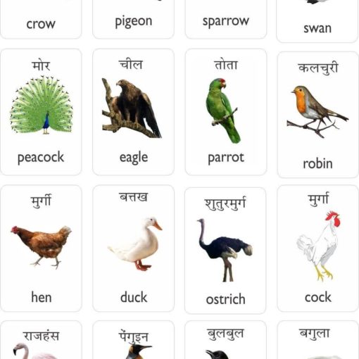 पक्षियों के नाम हिंदी और अंग्रेजी में