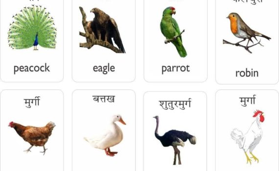 पक्षियों के नाम हिंदी और अंग्रेजी में