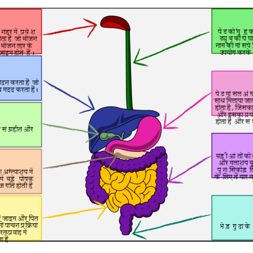 मानव शरीर पाचन तंत्र