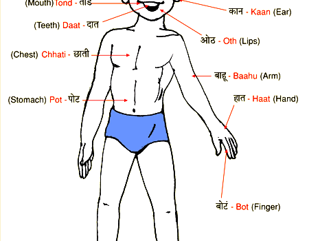 मानव शरीर के अंगों के नाम