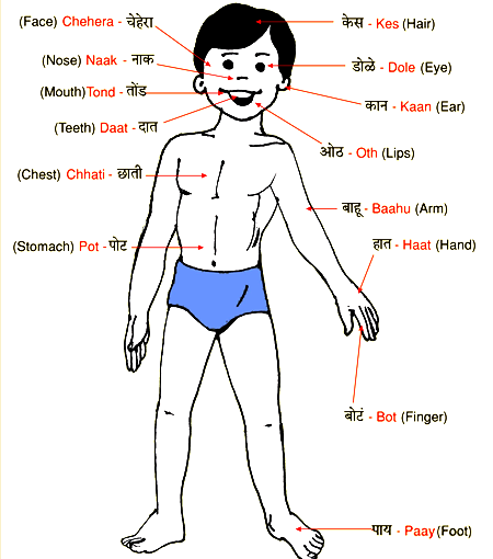 मानव शरीर के अंगों के नाम