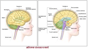 मस्तिष्क संरचना व कार्य 300x171 - मस्तिष्क संरचना व कार्य