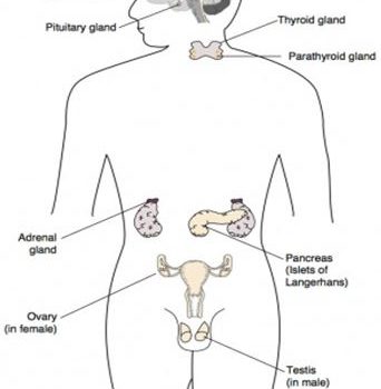 ग्रंथियां Glands