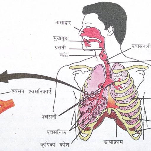 पाचन और श्वसन