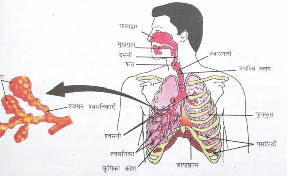 पाचन और श्वसन