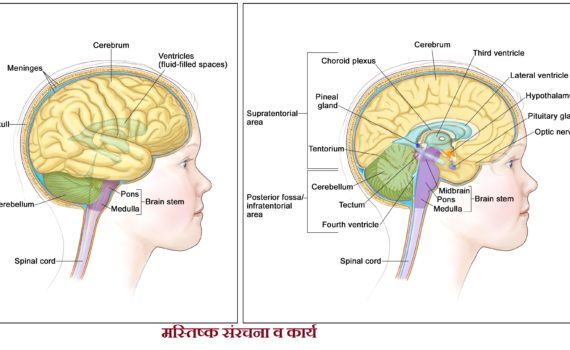 मस्तिष्क संरचना व कार्य