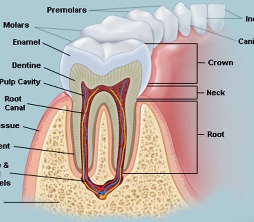 मानव दाँत हिंदी में