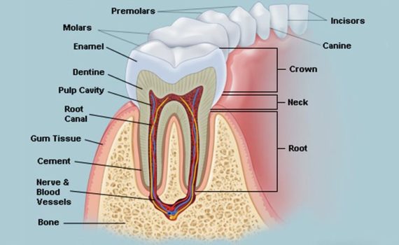 मानव दाँत हिंदी में
