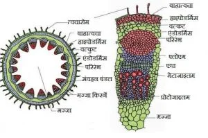 एंडोडर्मिस