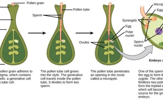 दोहरा निषेचन, भ्रूणपोष, भ्रूण और बीज