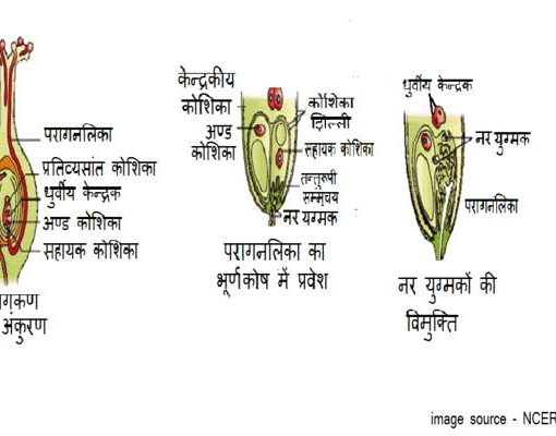पराग स्त्रीकेसर संकर्षण