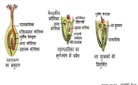 पराग स्त्रीकेसर संकर्षण