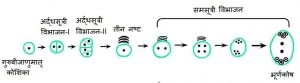 भूर्णकोष
