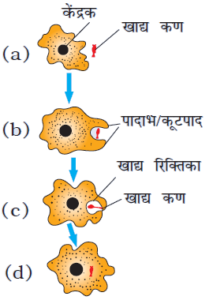 अमीबा में पोषण 209x300 - अमीबा में पोषण