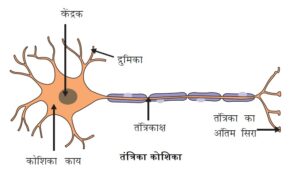 तंत्रिका कोशिका के भाग 300x172 - तंत्रिका कोशिका के भाग