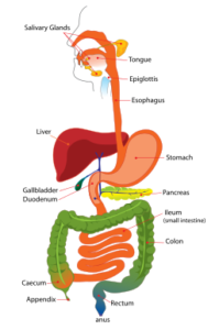 Digestive System 199x300 - Digestive System
