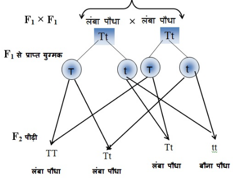 अनुवांशिकता एवं जैव विकास