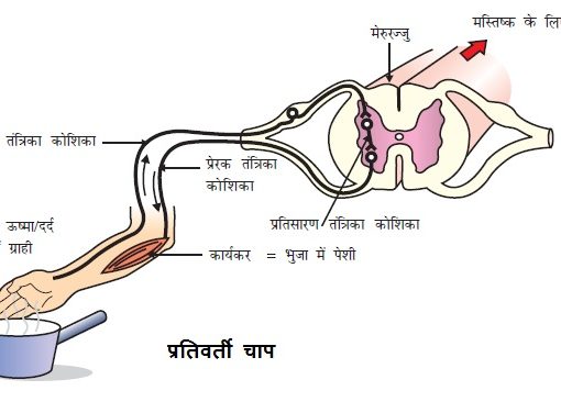 नियंत्रण एवं समन्वय