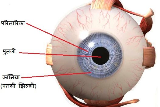 मानव नेत्र और उसके भाग