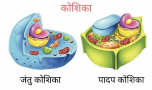 cell in hindi 300x179 - कोशिकांग, उनके खोजकर्ता एवं कार्य
