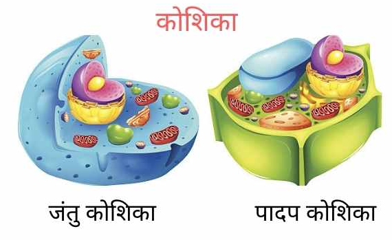 कोशिकांग, उनके खोजकर्ता एवं कार्य